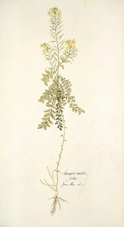 Sinapis Millefolia