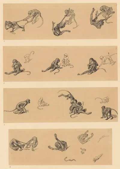 Singes
