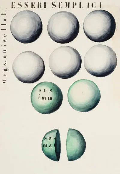 Single Celled Organisms