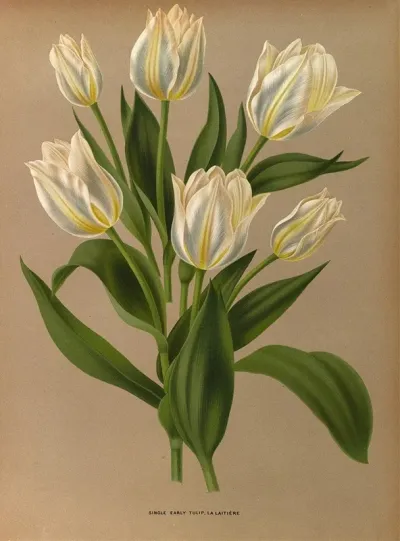 Single Early Tulip La Laitiere