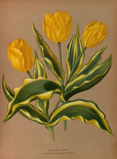 Single Early Tulip Yellow Prince With Vartecated Foliage