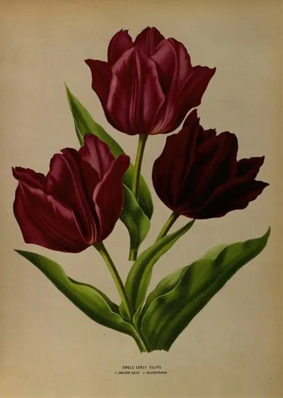 Single Early Tulips 1 Van Der Neer 2 Wouwerman