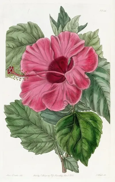 Single Flowered Chinese Rose Mallow
