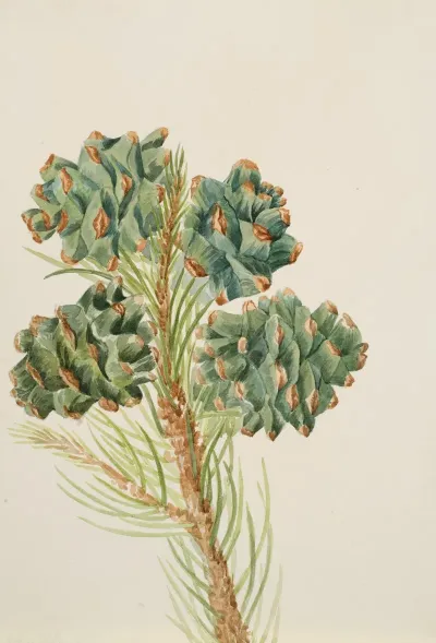 Single Leaf Pine Pinus Monophylla