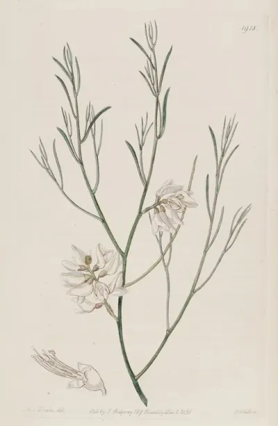 Single Seeded Genista