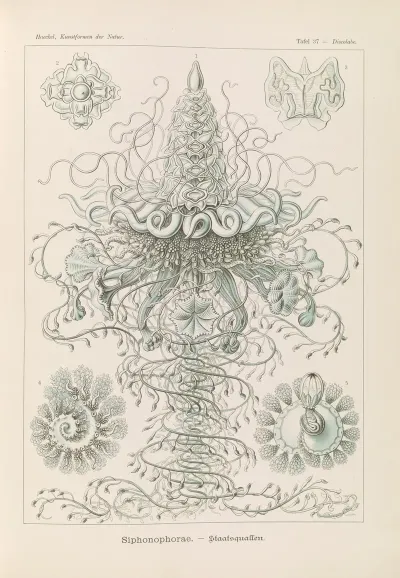 Siphonophorae Staatsquallen 2