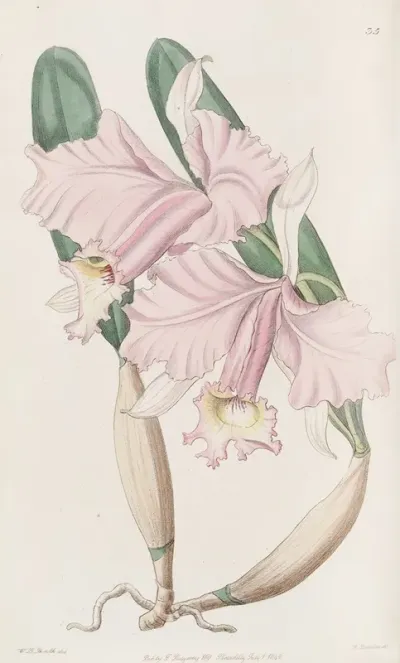 Sir Charles Lemons Cattleya