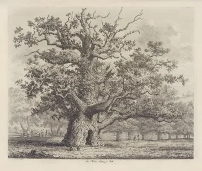 Sir Philip Sidneys Oak