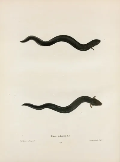 Siren Intermedia 2