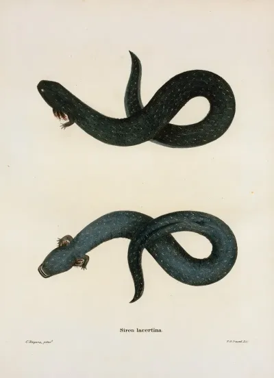 Siren Lacertina 2