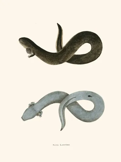 Siren Lacertina