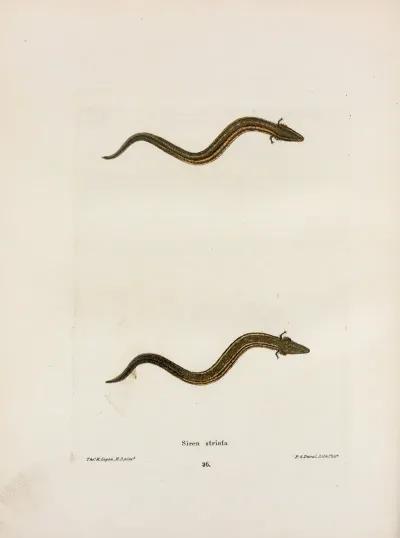 Siren Striata 2
