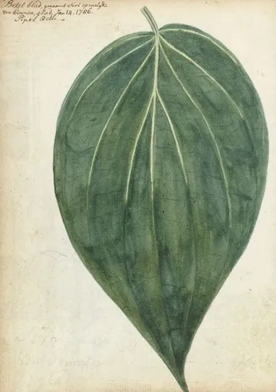 Sirih Of Betelblad