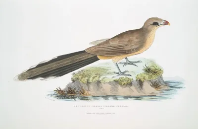Sirkeer Cuckoo Centropus Sirkee