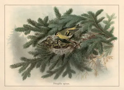 Siskin Fringilla Spinus