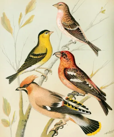 Siskin Redpollwaxwing Crossbill