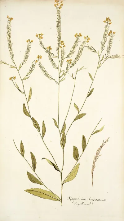 Sisymbrium Hispanicum
