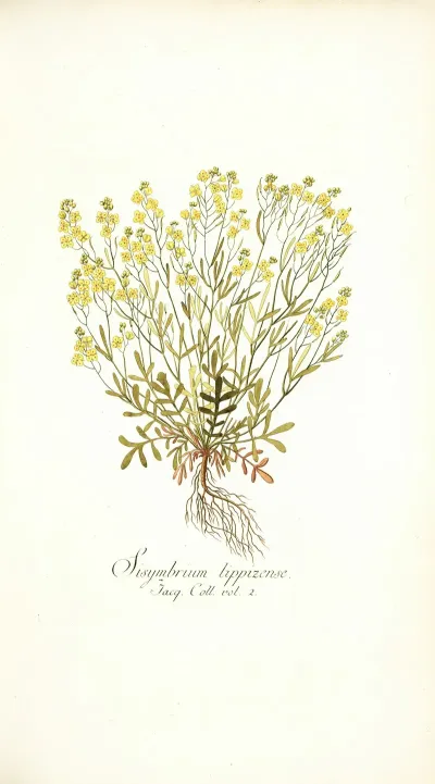Sisymbrium Lippizense
