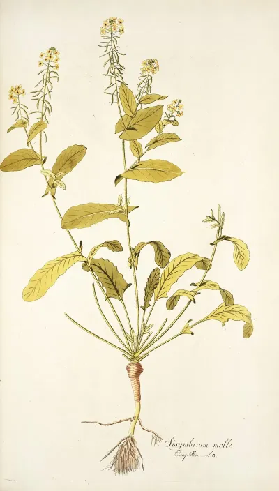 Sisymbrium Molle