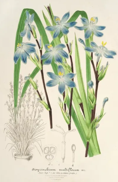 Sisyrichium Multiflorum