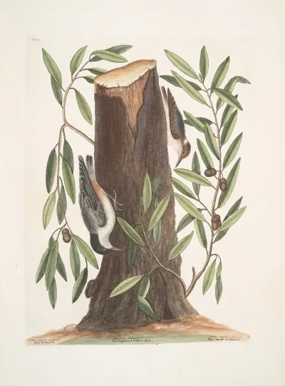 Sitta Capite Nigro The Nuthatch Luercus Humilior The Highland Willow Oak Sitta Capite Fusco The Small Nuthatch