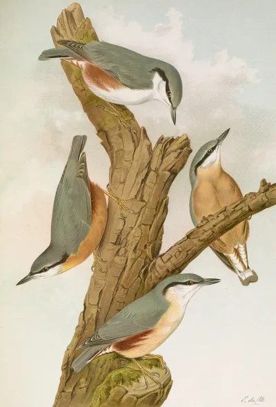 Sitta Europaea Caesia Sitta Europaea L