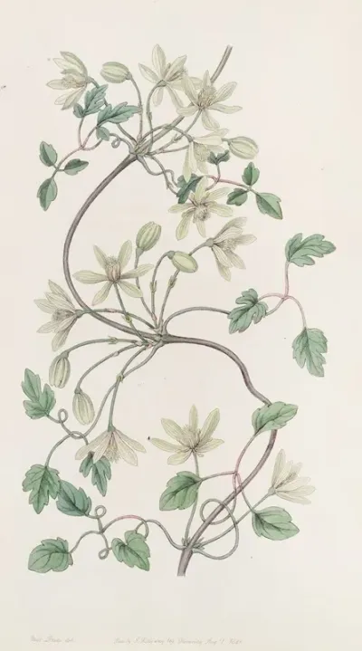 Six Petaled Virgins Bower