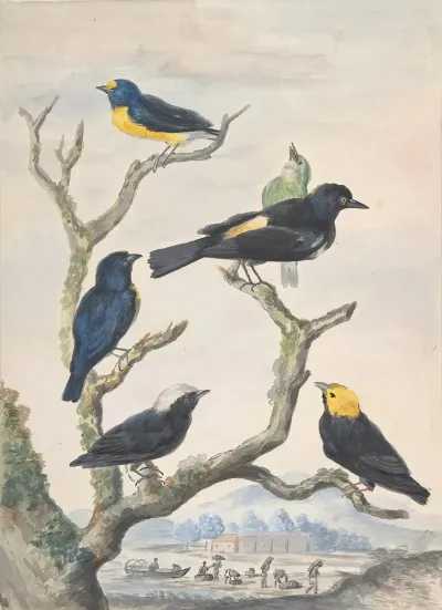 Six South American Birds