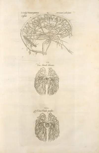 Sixta Fig Venarum Panter Acarterum Carebri Senem Explicat Ven Arterialis Delineatio Arteria Venalis Processvs