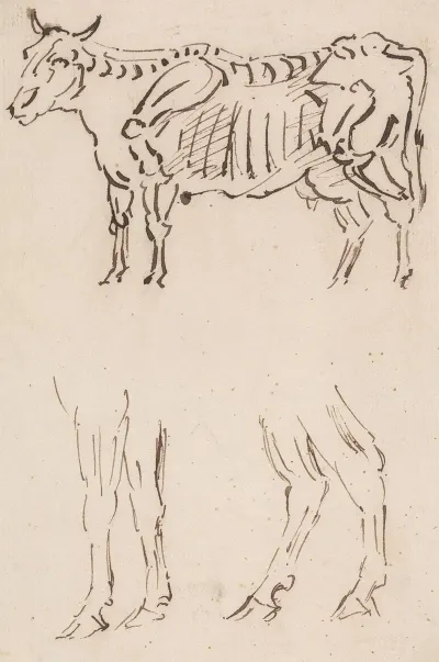 Skeletal Drawing And Leg Studies Of Cattle