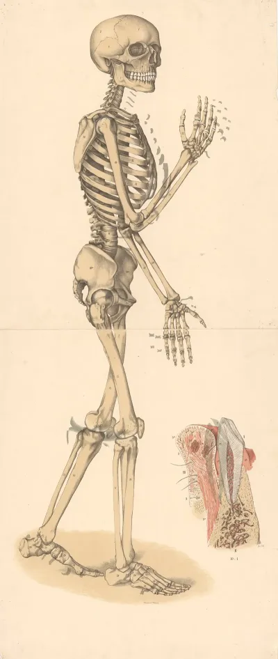 Skeleton 2