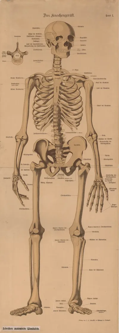 Skeleton 3