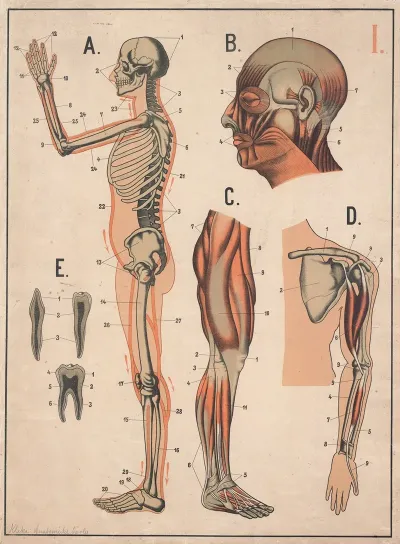 Skeleton And Muscles 3