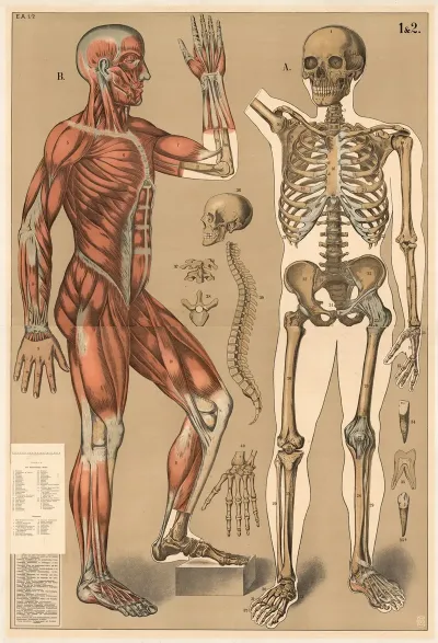 Skeleton And Muscles