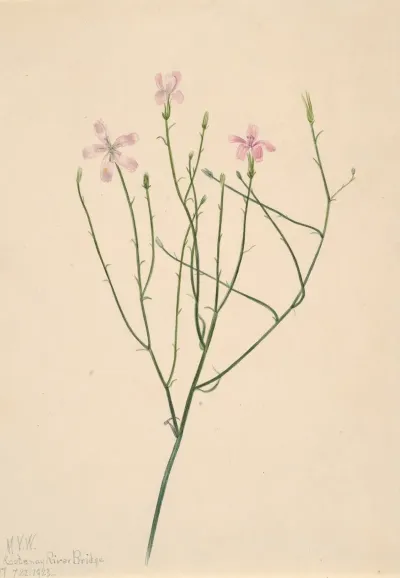 Skeleton Flower Lygodesmia Juncea