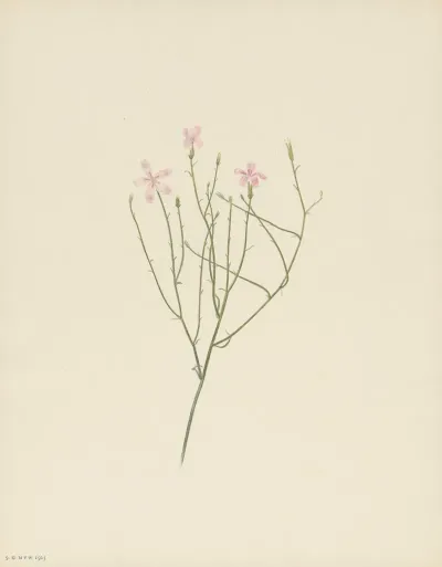 Skeletonflower Lygodesmia Juncea 2