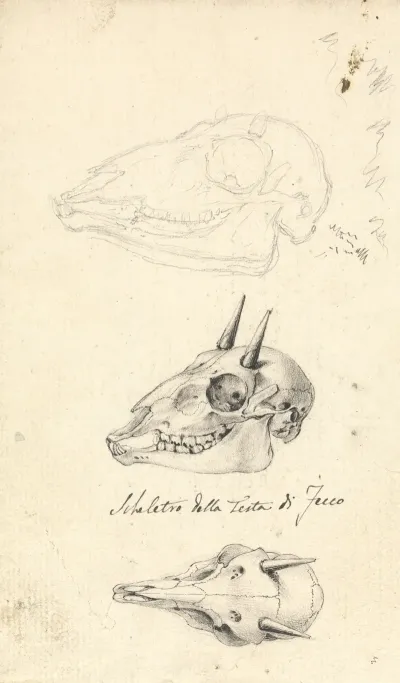 Skeletro Della Testa Di Fecco Three Animal Skulls