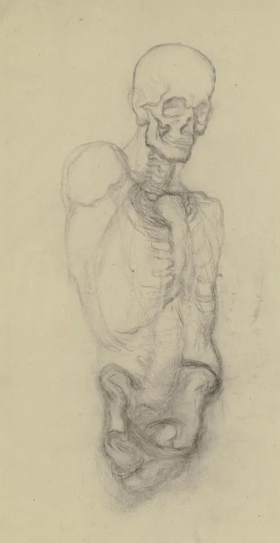 Skeletttorso Mit Totenschadel