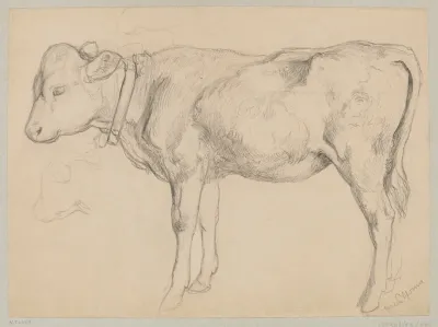 Sketch Of A Bull In Profile