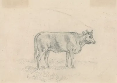 Sketch Of A Cow