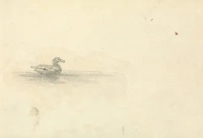 Sketch Of A Duck