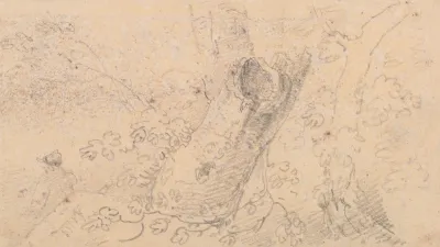Sketch Of A Hollow Tree Trunk