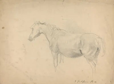 Sketch Of A Horse 4