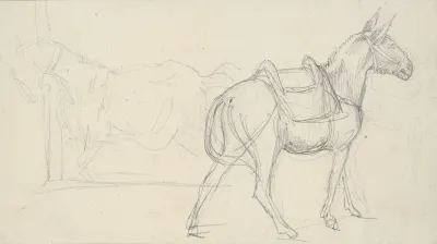 Sketch Of A Horse