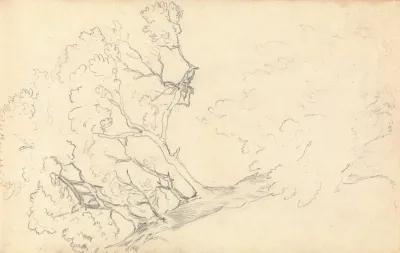 Sketch Of A Large Tree