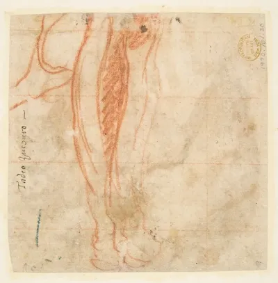 Sketch Of A Leg