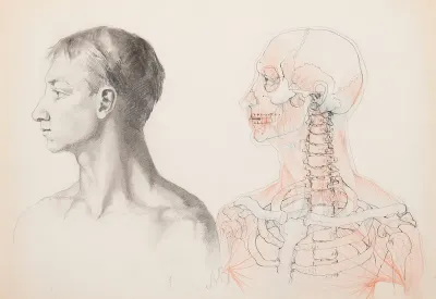 Sketch Of A Male Bust And An Anatomical Study