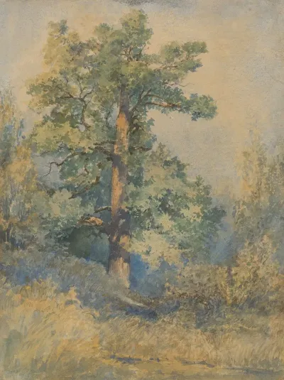 Sketch Of A Tree