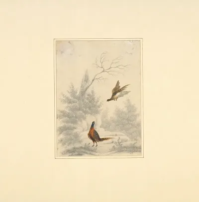Sketch Of Pheasant One Flying And The Other On The Ground