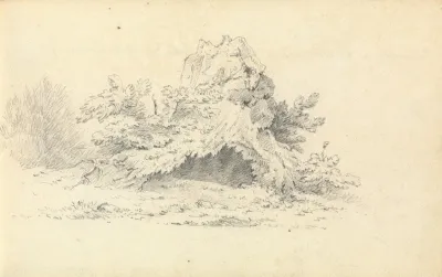 Sketch Of Shrubbery